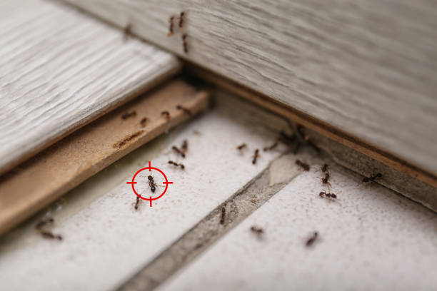 Best Wildlife Control Services  in Boron, CA