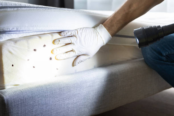 Best Pest Prevention Services  in Boron, CA