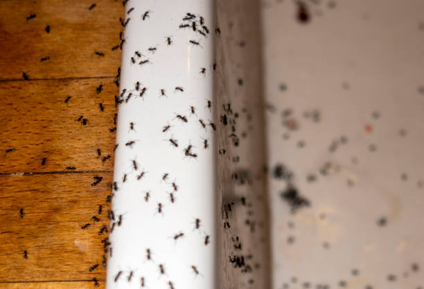 Best Flea Control Services  in Boron, CA