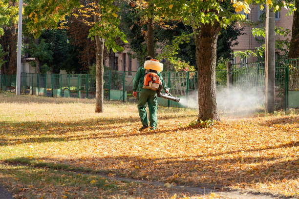 Best Flea Control Services  in Boron, CA