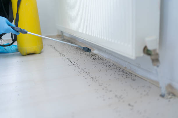 Best Pest Removal Services  in Boron, CA