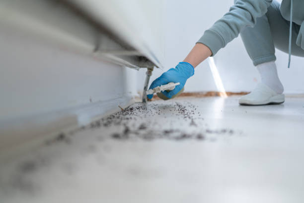 Best Bed Bug Extermination  in Boron, CA