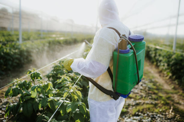 Best Affordable Pest Control Services  in Boron, CA